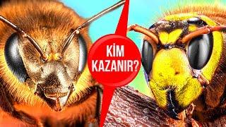 Bal Arıları, Dev Eşek Arılarına Karşı. Savaşı Kim Kazanır?