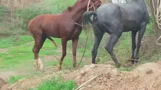 Horse Mating Donkey - Donkeys Breeding - Animals Mating Compilation 2023 #donkeymeeting #shorts