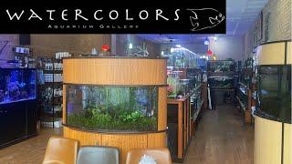 Watercolors ..  An Amazing Fish Store!