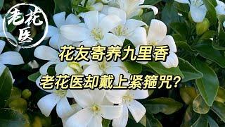 【寄养九里香】花友寄养九里香，老花医却戴上紧箍咒？这是准备施法吗？Rescue guri incense.