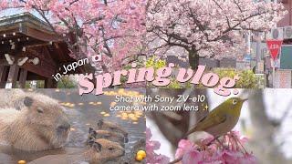 aesthetic japan spring vlog  shot with Sony ZV-e10 Camera with zoom lens