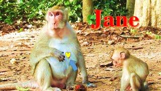 Please Jane  fan quest jane's Next Baby ! Big Belly pregnant .Jane monkey will getting Female Baby