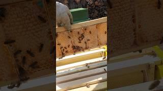весений сотовый мёд #bee #пасека #пчеловодство #пчёлы #beekeeper #beekeeping #мёд #honey #таёжныймёд