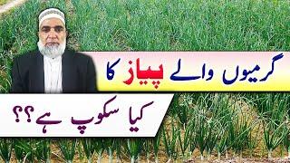 What is scope of Onion crop during Summer season || Crop Reformer