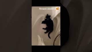 Такие сладкие воспоминания#cat #топ #котик #funny #кот #cats #catvideos #shortsvideo #catlover