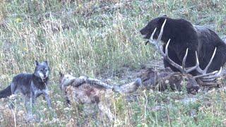 Grizzly Bear and Wolves Sharing a Meal - Yellowstone National Park Wildlife Photography