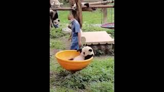 Gấu trúc #panda #pandatiktok #petsoftiktok #pandalover #shorts #tiktok