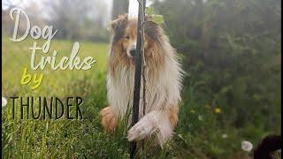 Rise Up - Amazing dog tricks by Thunder the rough collie