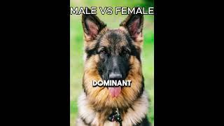 Male German Shepherd VS Female German Shepherd #shorts #GSD