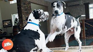 Two Great Danes The Size Of Ponies Become Soul Mates | Cuddle Buddies