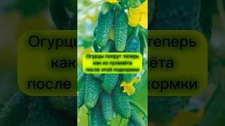 Простая ПОДКОРМКА раз в месяц и огурцов завались #дача #сад #огород #урожай #огурцы