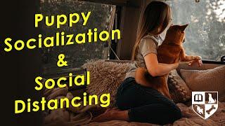Puppy Socialization During Social Distancing