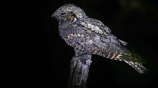 After Dark: The Nightlife of the Nocturnal Nightjar