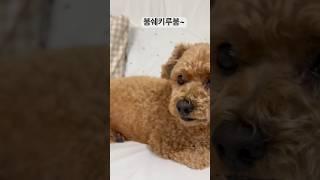 18분째이러구있다,,,, 착한강아지 송이공주 #푸들#강아지#강아지브이로그#dog#shorts