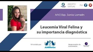 Leucemia Viral Felina y su Importancia Diagnóstica - MVZ Esp. Sonia Lomelin