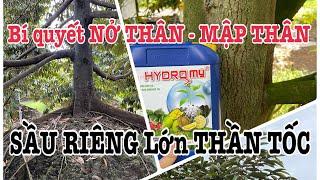 Bí quyết Nở Thân, Mập gốc - Trồng Sầu riêng MAU LỚN