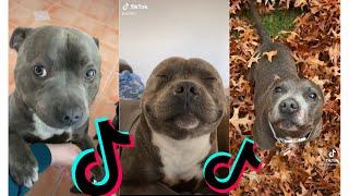  Funny and Cute Staffordshire Bull Terrier Dogs and Puppies TikTok Compilation 