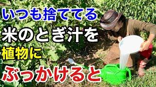 【それ捨てないで】お米のとぎ汁のとんでもない活用法　　　【カーメン君】【園芸】【ガーデニング】【初心者】