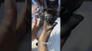 kucing gimoi  #kumpulan #sorotan #anime #fyp #fypyoutube #fyoutube #kreatorpemula #kreatif