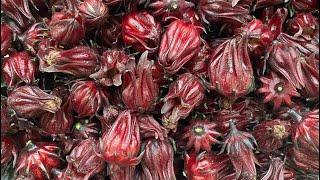 Roselle Hibiscus Harvest - Growing in the Garden