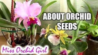 Orchid seeds - What you need to know - Casual Sundays