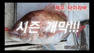 제주 타이라바 시즌 개막!! 본 시즌 전 대물을 노려보세요!!  도시어부 보다 제주어부 바다선장중이 - jeju tairubber fishing, jeju skipper.