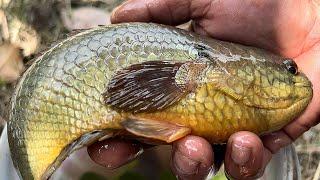 Cá Rô Đồng Cỡ Này Câu Đã Tay Thật | Fishing for large perch in the corner of a tree