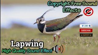 Lapwing Bird Sound Effect | High Quality Sound | NCS Effects | Royalty Free #soundeffects #ncs