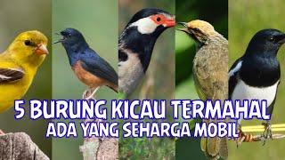 5 Burung Kicau Termahal Di Indonesia
