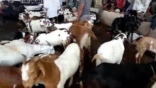 Bakra mandi faizabad