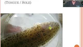 Case of Fish Disease nr.1 ICH or White Spot disease on freshwater aquarium Sole Cynoglossus