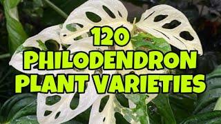 120 PHILODENDRON PLANT VARIETIES 