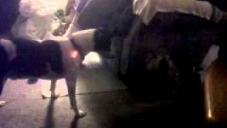 Sassi Chasing Red Dot.3GP