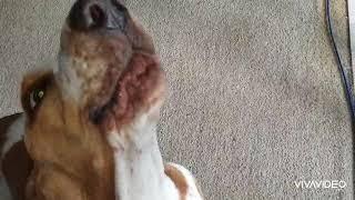 Basset Hound Howling