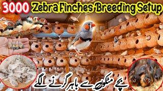 3000 Zebra Finches Birds Breeding Pair Setup | Finches Breeding Setup Guide @SYEDBIRDS