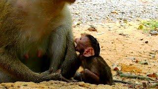 Little baby monkey start beg milk.