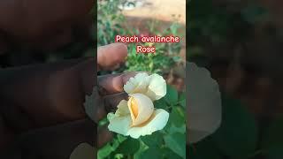 peach avalanche Rose plants #6374934601 #saihitechnursery #flowerplant #gardening