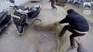 Leopard Rescue in Nashik | Leopard in Nashik  city | Gopro | Animal Rescue India