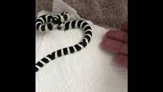 Building trust with baby California Kingsnake