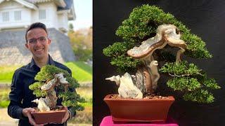 How to restyle old bonsai Juniper. Andrei Bessonov.