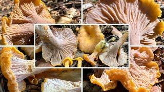 Gelbvioletter Pfifferling essbar? Verwechslung & Portrait, Cantharellus ianthinoxanthus, Craterellus