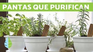 Plantas para PURIFICAR el AIRE - Beneficios de las PLANTAS