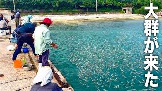 過去一番の魚の大群が来て島民お祭り状態