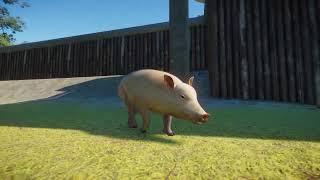 Domesticated Pig | Planet Zoo Animals