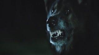 Стая (The Pack)(2015)(trailer) more horrors on beoff.ru