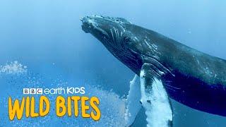 A Blue Whale's Tongue Weighs More Than An ELEPHANT!  | Wild Bites | BBC Earth Kids