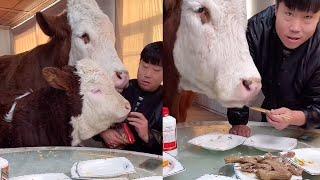 Big COW eating spicy chinese food with the owner