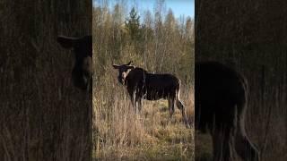 КРАСАВЕЦ ЛОСЬ - КОРОЛЬ ЛЕСА #shorts #лось #сохатый #встречавлесу #лес #животные #берегитеприроду