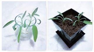 Growing Sage from Cuttings | Potting