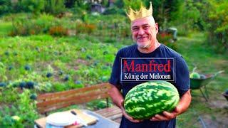 Wer ist Melonenkönig 2024 in Potsdam ? Melonen Manfred Teil 5 #garten  #melonenanbau #melonen